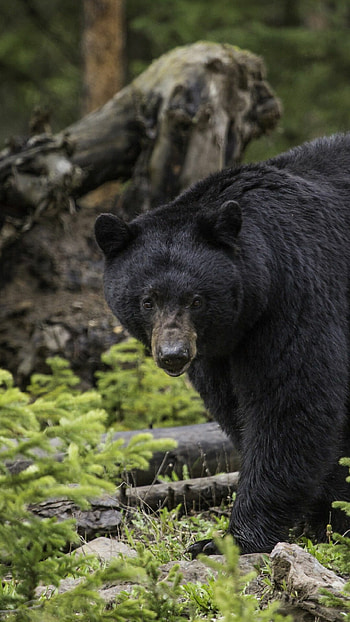 Black bear, Forest wanderer, Mysterious eyes, Furry coat HD phone wallpaper