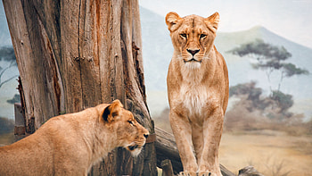 Lionesses, Wild Animals HD wallpaper