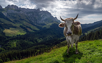 Alpine cow, mountain landscape, Alps, Switzerland, cow, mountain valley, mountains, cow in the mountains HD wallpaper