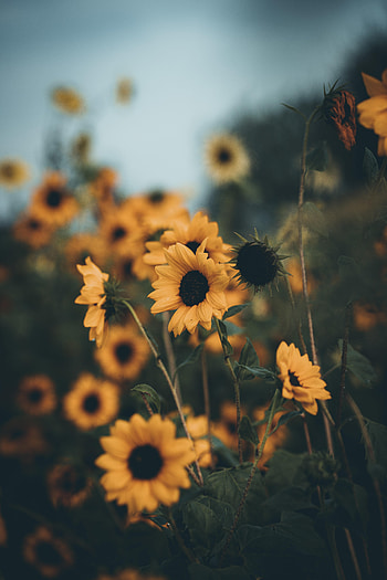 Flowers, Sunflowers, Petals, Field HD phone wallpaper