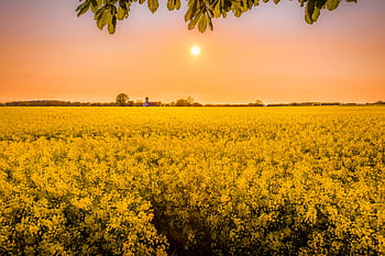 Stunning golden rapeseed field under a warm sunset sky, creating a tranquil rural landscape. HD wallpaper
