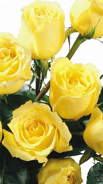 Yellow Rose, Yellow, Rose HD phone wallpaper