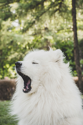Animals, Fluffy, Dog, Nice, Sweetheart, Yawn, Japanese Spitz HD phone wallpaper