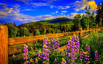 spring category of springtime . HD wallpaper