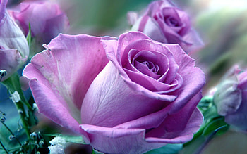 Nature, Flower, Macro, Rose Flower, Rose HD wallpaper