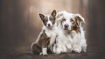 Australian Shepherd Puppy Dogs In Blur Background Dog HD wallpaper
