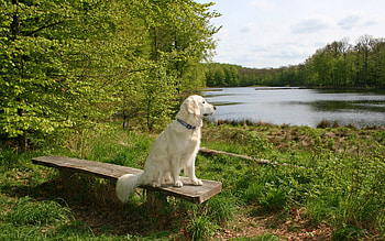Animals, Summer, Sit, Dog, Bench, Waiting, Expectation HD wallpaper