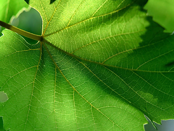 Summer, Macro, Sheet, Leaf, Carved, Form HD wallpaper