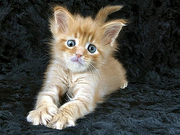 Kitten, kitties, art HD wallpaper
