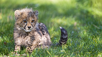 Cub, Cheetah HD wallpaper