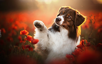 Australian Sheepdog in Poppies, animal, Australian sheepdog, poppies, dog HD wallpaper