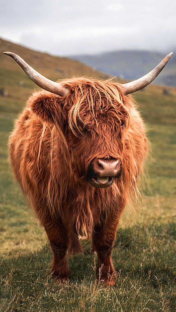 Brown cow, Beautiful , Neutral tones, Animal graphy HD phone wallpaper