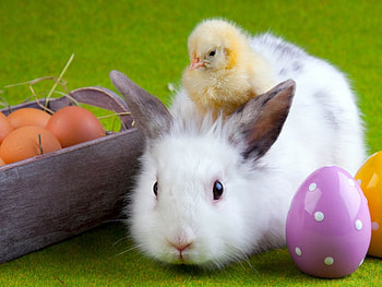 Happy Easter, basket, chick, eggs, rabbit HD wallpaper