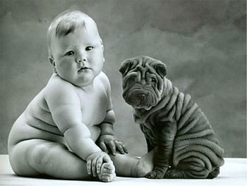 Wrinkles, dog, baby, cute HD wallpaper