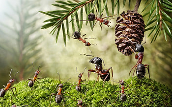 Another one for Christmas decoration, lolita777, situation, deco, fir, creative, fantasy, green, christmas, ant, needles, funny, pine cone, insect HD wallpaper