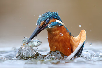 A common kingfisher (Alcedo atthis) hunting in water, common kingfisher, Animal, kingfisher HD wallpaper