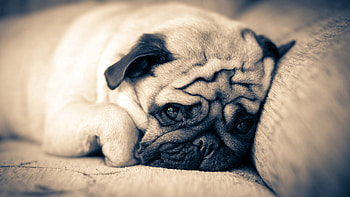 Animals, To Lie Down, Lie, Muzzle, Sleep, Dream, Pug HD wallpaper
