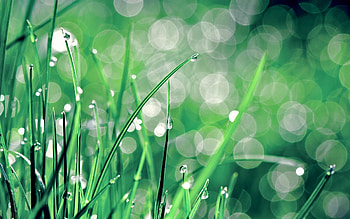 Plants, Grass, Background, Drops HD wallpaper
