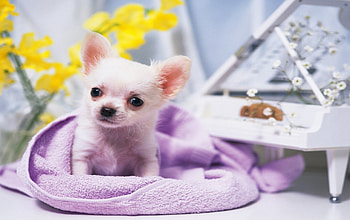 Dog, sweet, animal, dogs, cute, beautiful, puppys, puppy, pretty, animals, lovely HD wallpaper