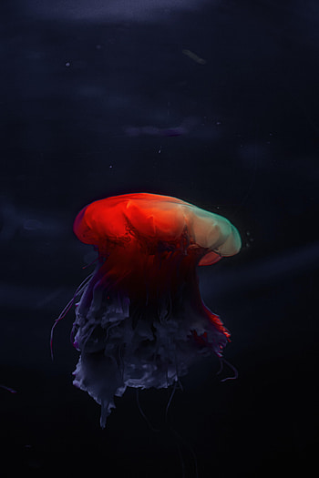 Animals, Jellyfish, Dark, Beautiful, Underwater World HD phone wallpaper