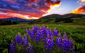 Lupin meadow at sunset, beautiful, grass, meadow, sky, mountain, sunset, hills, wildflowers, clouds, lupine HD wallpaper