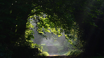 Landscape, Trees HD wallpaper