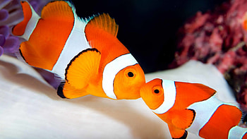 Clownfish, Wildlife, Fact Sheets, Ocean HD wallpaper