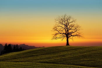 A stunning sunset over a lone tree on rolling hills, creating a serene and solitary landscape. HD wallpaper