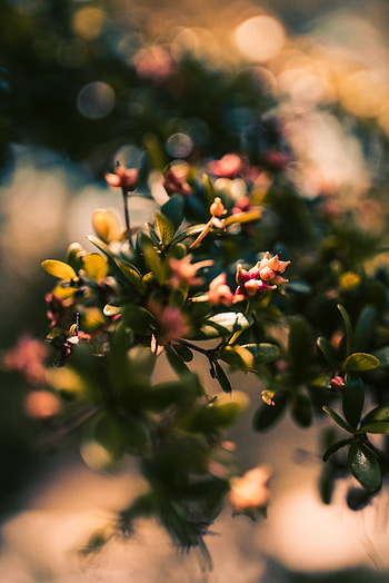 Leaves, Macro, Close-Up, Branch, Buds HD phone wallpaper