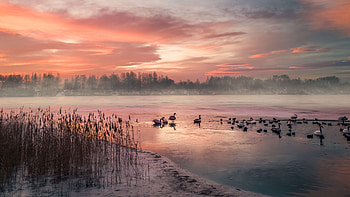 Ducks Gefrorener See Bei Winters On Nenauf Gang Deutschland, nature, mountains, lake, pond, tree, sky, clouds HD wallpaper