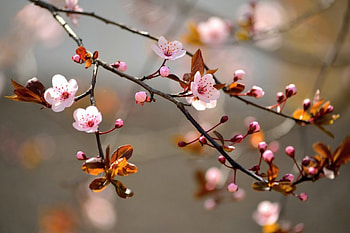 Spring, spring flowers, nature, flowers HD wallpaper