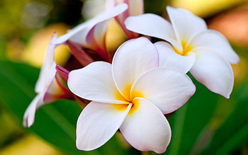 Macro shot beauty, White and yellow flowers, Stunning , Detailed HD wallpaper