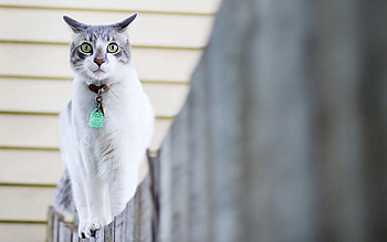 Animals, Cat, Spotted, Spotty, Fence, Stroll, Collar HD wallpaper