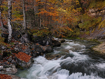 River, forests, nature, rocks, rivers HD wallpaper