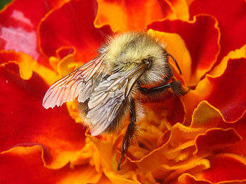 Flower, Macro, Insect, Bee, Pollination, Nectar HD wallpaper