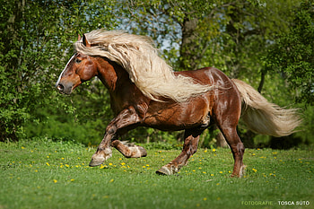 Black Forest Horse, horses, chestnut, drafthorse, black forest, german, dark chestnut HD wallpaper