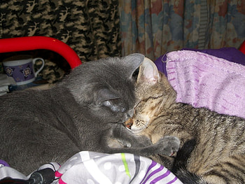 Cute, cats, sleeping, animals, kittens HD wallpaper