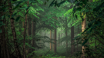 Outdoor, nature, forest, tree HD wallpaper