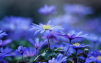 Flowers, Lilac, Macro, Field HD wallpaper