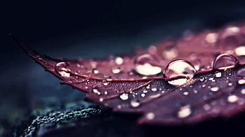 Brown leaf , Water droplets, Macro view, Nature's marvel HD wallpaper