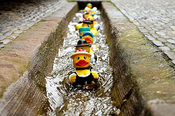 Vibrant rubber ducks floating in a narrow outdoor water canal, creating a playful scene. HD wallpaper