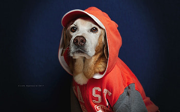 Fashion Dog, dogs, cute, funny, animals HD wallpaper