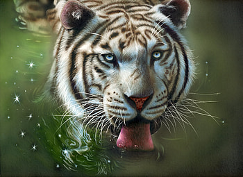Water, Art, Tiger, Protruding Tongue, Tongue Stuck Out HD wallpaper