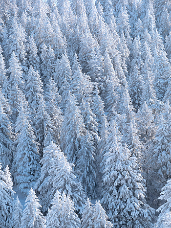Nature, Trees, Snow, Fir-Trees, Forest HD phone wallpaper