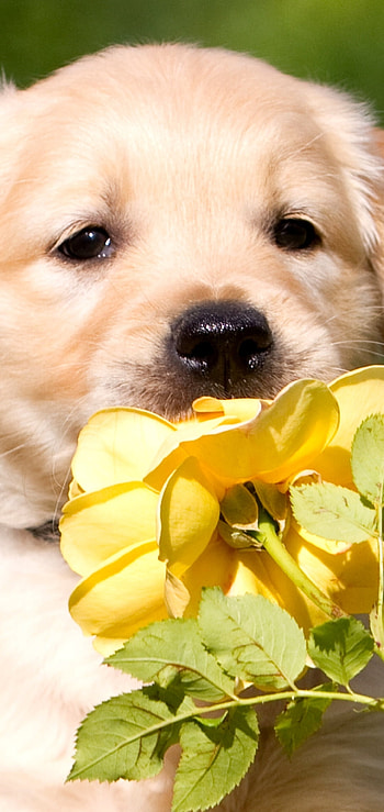 Animal, dog HD phone wallpaper