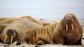 Walrus background, , Captivating visuals, beauty HD wallpaper
