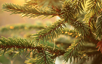 Macro, Branch, Spruce, Fir, Thorns, Prickles HD wallpaper