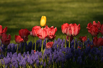 reds,purples, nature, flowers HD wallpaper