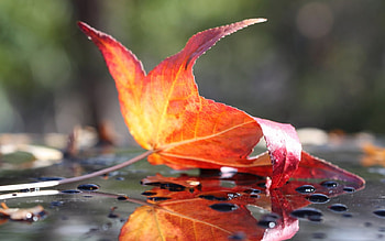 The End of My Life, ....., season, rain, fall, view, autumn, leaf, rainy, nature HD wallpaper