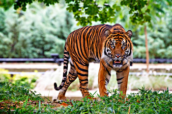 Animals, Grass, Predator, Tiger, Beast HD wallpaper